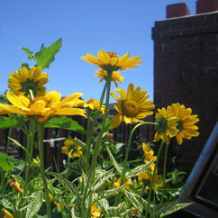 yellow daisies