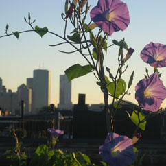 Boston skyline