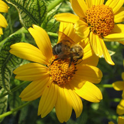 Yellow Daisies