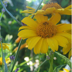 Yellow Daisies